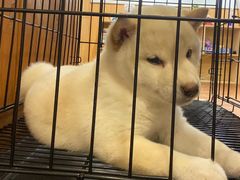 -豆柴町-柴犬主题狗咖(红鼎国际C座店)