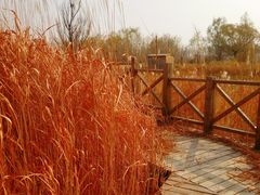 -野鸭湖国家湿地公园