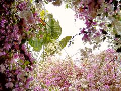 -深圳国际园林花卉博览园