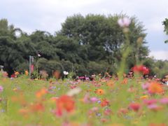 -贵阳市花溪国家城市湿地公园