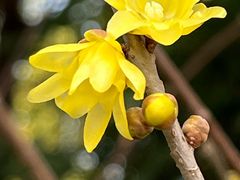 -新虹桥中心花园
