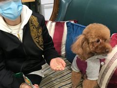 -欧奕国际动物医院