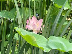 -莲花池公园