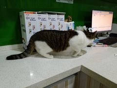 -瑞鹏瑞爱宠物医院·全科·猫科·血液透析中心(龙头寺店)