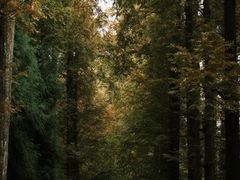 -铁山坪森林公园