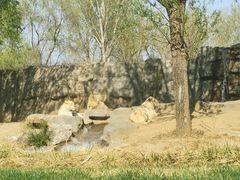 -北京野生动物园