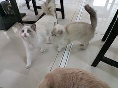 -鼓捣猫呢主题猫咖店