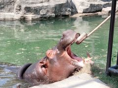 -上海野生动物园