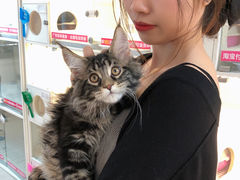 -lincat·猫舍(广州店)
