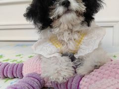 -天宠宠物医院24小时·急重症诊疗中心·全科·腔镜特色(和平分院)