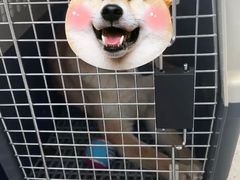 -北京观赏动物医院·24小时大型综合·猫专科·异宠专科