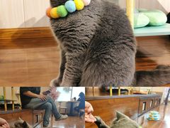-绒爪撸猫下午茶·猫咖