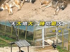 -青藏高原野生动物园