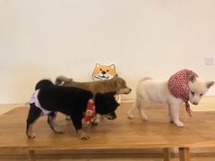 -柴犬小屋·柴餐厅·狗咖食堂(金鼎广场店)