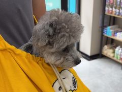 -安安宠医宠物医院·异宠·犬猫内科(岳阳分院)