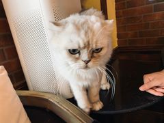 -more than meow吴止猫主题餐厅(承德 中船汇店)