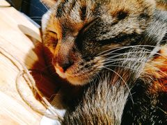 -猫的天空之城概念书店(杭州南宋御街店)