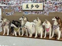 -星多哈·狗咖·拼豆·咖啡