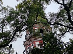 -顺峰山公园