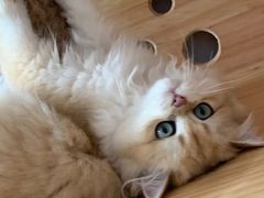 -美联众合动物医院(·中兽医·疑难杂症·严家桥分院)