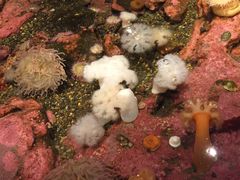 -西雅图水族馆