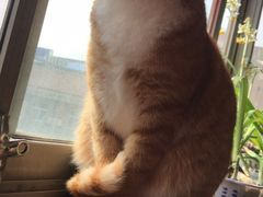 -特一安24小时宠物医院·骨科·中兽医