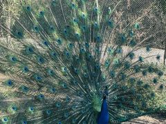 -云南野生动物园