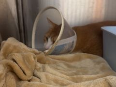 -瑞派康怡24h宠物医院·犬猫医疗中心·微创绝育(瑞景分院)