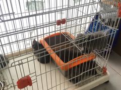 -艾吉宠物医院·疑难杂症转诊中心·猫友好(碧江路院)