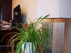 -曲江惠宾苑宾馆(大雁塔大唐不夜城店)