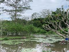 -中国科学院西双版纳热带植物园