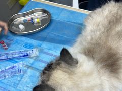 -关爱宠物医院·猫科中心·消化科(滨湖万达分院)