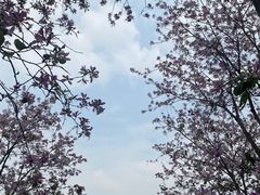 -海珠湖公园