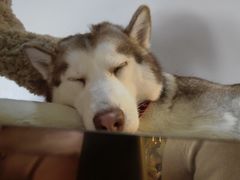 -Husky Go! 哈士奇体验馆·宠物咖啡厅狗咖