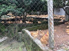 -满記土窑烧鷄波浪山莊