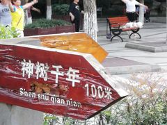 -神仙树公园