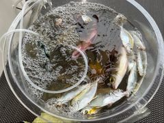 -小猫钓鱼海钓俱乐部(椰梦长廊店)