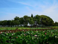 -洪湖生态旅游区