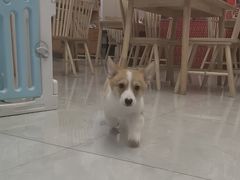 -柴犬小屋·柴餐厅·狗咖食堂(金鼎广场店)