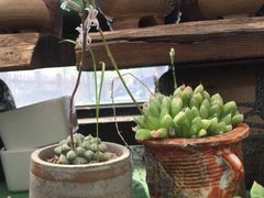 -北马山庄植趣咖啡