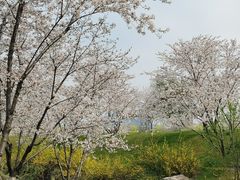 -羊山湖公园