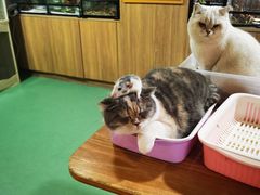 -藦茜花园宠物主题亲子互动体验馆(国顺东路店)