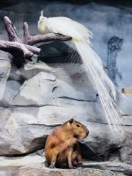 -Zoolung Zoolung动物主题公园(海信广场店)