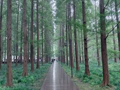 -黄海国家森林公园