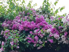 -鹅滋道(甘坑古镇店)