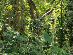 -西双版纳原始森林公园