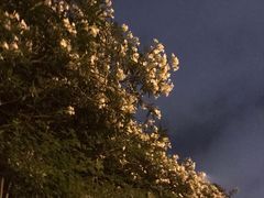 -古乐牛香·鲜牛肉牛杂火锅(新区店)