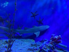 -太平洋海底世界