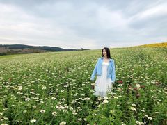 -莲花山花海