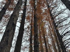 -武汉长江大桥